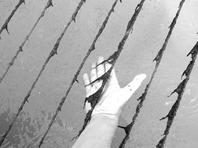 網(wǎng)繩上爛掉的紫菜。