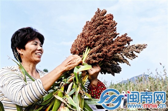 看著飽滿誘人的果實，收割的阿姨一臉喜悅