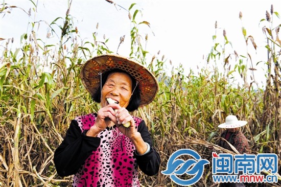 我們的秸稈含糖量很高，咬起來可甜了