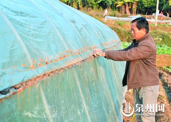 南塘村菜農在田間加固和修補大棚