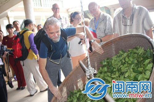 外國友人體驗茶葉搖青