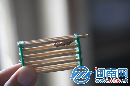 將蜂王關進“王籠”，放進蜂群中引誘其他蜜蜂