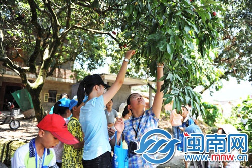 小記者三五成群，男生上樹摘，女生則在樹下伸長胳膊摘